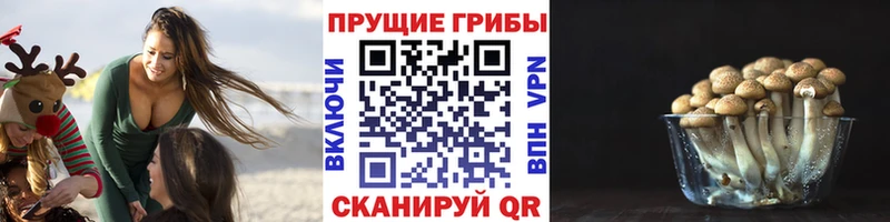 Псилоцибиновые грибы Cubensis  наркошоп  Зеленогорск 